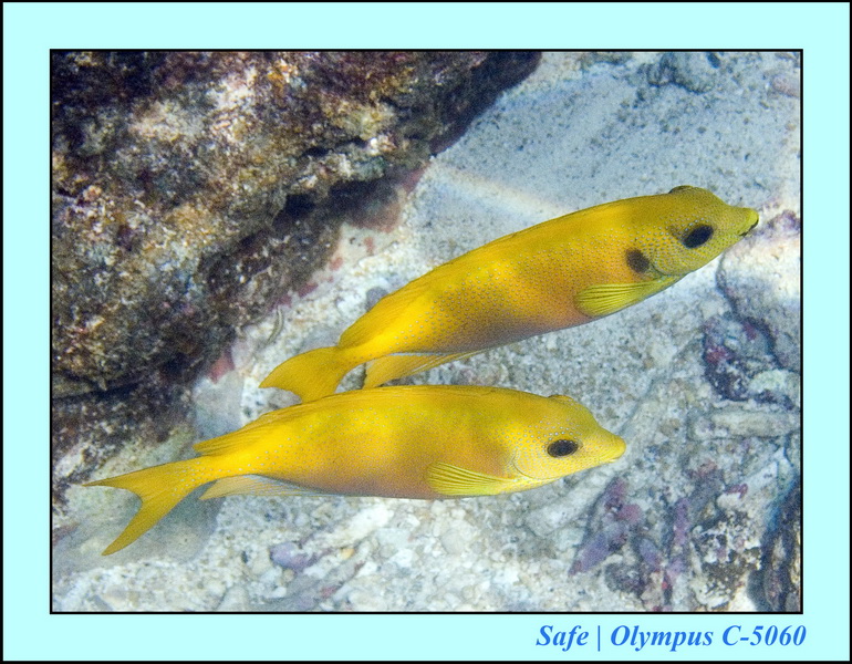 2006 - 07 - Perhentian - Plongee 199